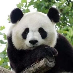 Meet your Posher, Qinsi